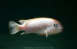 Pseudotropheus sp. 'red top ndumbi' Pombo Rocks